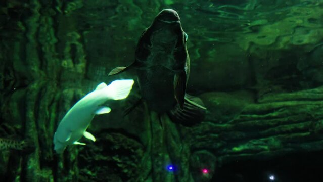 View from outside the glass aquarium containing alligator gar fish swimming in it