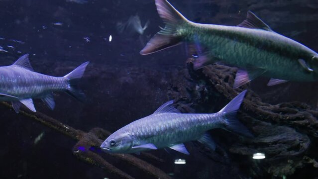 View from outside the glass aquarium containing Neolissochilus fish swimming in it