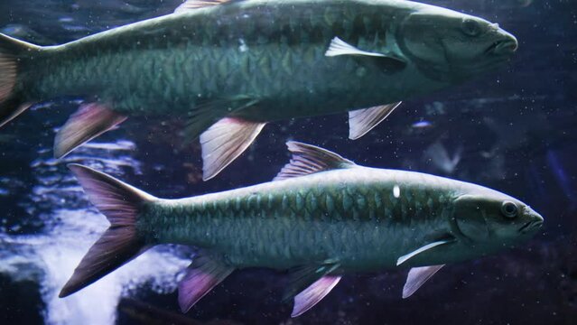 View from outside the glass aquarium containing Neolissochilus fish swimming in it
