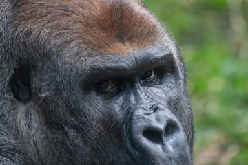A Silverback Gorilla (Gorilla beringei beringei) Looking at the camera.