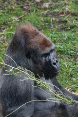 A Silverback Gorilla (Gorilla beringei beringei).