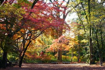京都　下鴨神社　糺の森　秋の景色