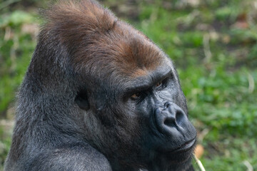 A Silverback Gorilla (Gorilla beringei beringei) Looking at the camera.
