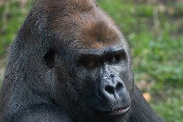 A Silverback Gorilla (Gorilla beringei beringei) Looking at the camera.