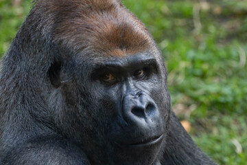 A Silverback Gorilla (Gorilla beringei beringei) Looking at the camera.