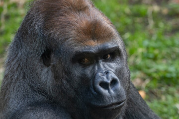 A Silverback Gorilla (Gorilla beringei beringei) Looking at the camera.