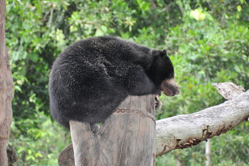 Animals In Borneo Zoo