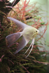 albino freshwater angelfish in the aquarium