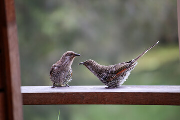 Pair of Striking Wattle Birds Isolated on Timber Railing