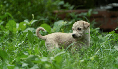 A Cute soft brown color Puppy Sitting with copyspace on the left. small cute puppy dog looking front, Indian street dog puppy sitting, Animal outdoor : A little puppy dog sitting, Street Dog Portrait.