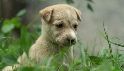 Naklejka na ściany i meble A soft brown small cute little puppy, small cute street dog little puppy sitting on grass in sad or emotional face expression, Emotional Soft Brown Puppy Sitting on Grass Indian Street Dog