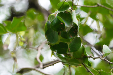 Closeup shot Big Red Ants Building Nest or home on tree with leaf, Red ants build home in teamwork power concept, Close-up Leaf wrapped as a nest of red ants, Red ants made house on tree