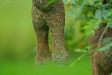 empty weaver bird nest, Wildlife - Weaver Birds Nest in Nature Outdoor, Skylark Nests, weaver bird Nest made of hay ,Skylark nests on branches in the area to come naturally and Blur blurred background