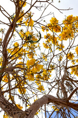 yellow ipe