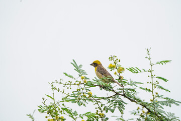 Baya Weaver sitting on a branch blue sky background - The baya weaver (Ploceus philippinus) is a weaverbird found across the Indian Subcontinent and Southeast Flocks, Golden sparrow Baya weaver