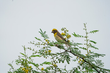 Baya Weaver sitting on a branch blue sky background - The baya weaver (Ploceus philippinus) is a weaverbird found across the Indian Subcontinent and Southeast Flocks, Golden sparrow Baya weaver