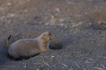 Black-tailed prairie dog (Cynomys Ludovicianus)