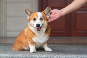 Cute corgi stroking its head with hand