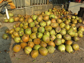 coconut traders, young coconut