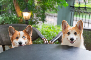 Two corgis sit on a chair in the garden