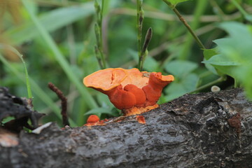 a fungus that breeds on dead logs
