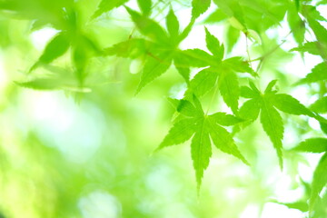 Fototapeta na wymiar green leaves on the branch