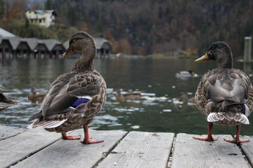 Enten am Königssee in Bayern