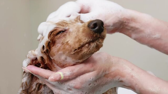 Woman's hands are washing a dog's apricot miniature Poodle head with a shampoo in veterinary clinic. Pet's grooming, care concept. Dog care professional salon, service.