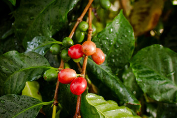 Cafezeiro carregado de café