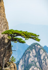 Pine trees in Huangshan Natural Scenic Area, Anhui province