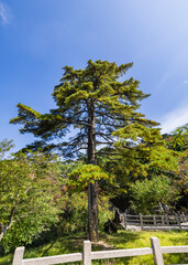 Fototapeta premium Pine trees in Huangshan Natural Scenic Area, Anhui province
