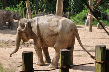 Animals In Borneo Zoo