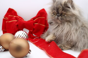 Persian Kitten 3 Months old Gray and Beige With Christmas Decorations