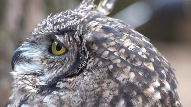 long-eared owl in profile closup