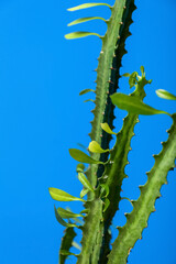 Green cactus near blue wall, closeup