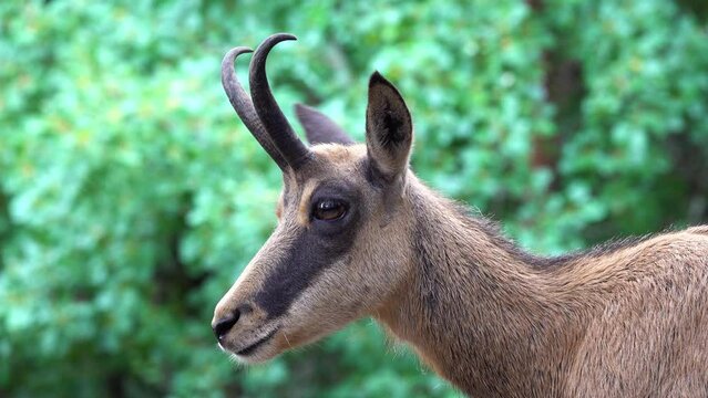 goat chamois in profile closeup
