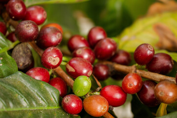 Cafezeiro carregado de café
