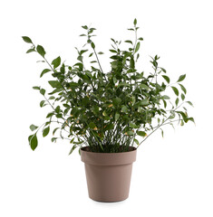 Green houseplant on white background