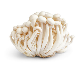 Fresh enoki mushrooms on white background