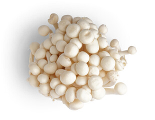 Fresh enoki mushrooms on white background