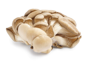 Fresh oyster mushrooms on white background
