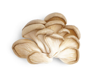 Fresh oyster mushrooms on white background