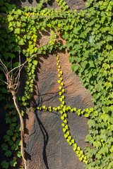 Climbing Boston ivy on the wall rock
