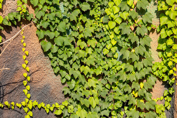 Climbing Boston ivy on the wall rock