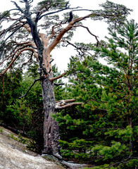 old mangled pine tree on top of a hill