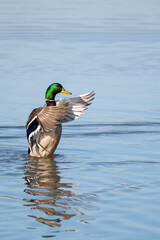 Obraz premium duck on the lake