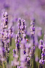 Close-up of lavender flowers, selective focus,