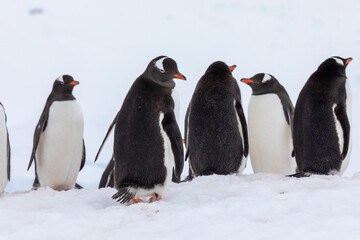 Gentoo Penguins in Antarctica looking over their shoulder