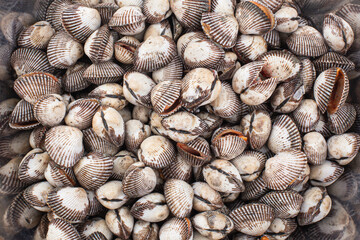 cockles or scallop fresh raw shellfish