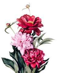 Bouquet of beautiful purple and pink peonies on transparent background © colnihko